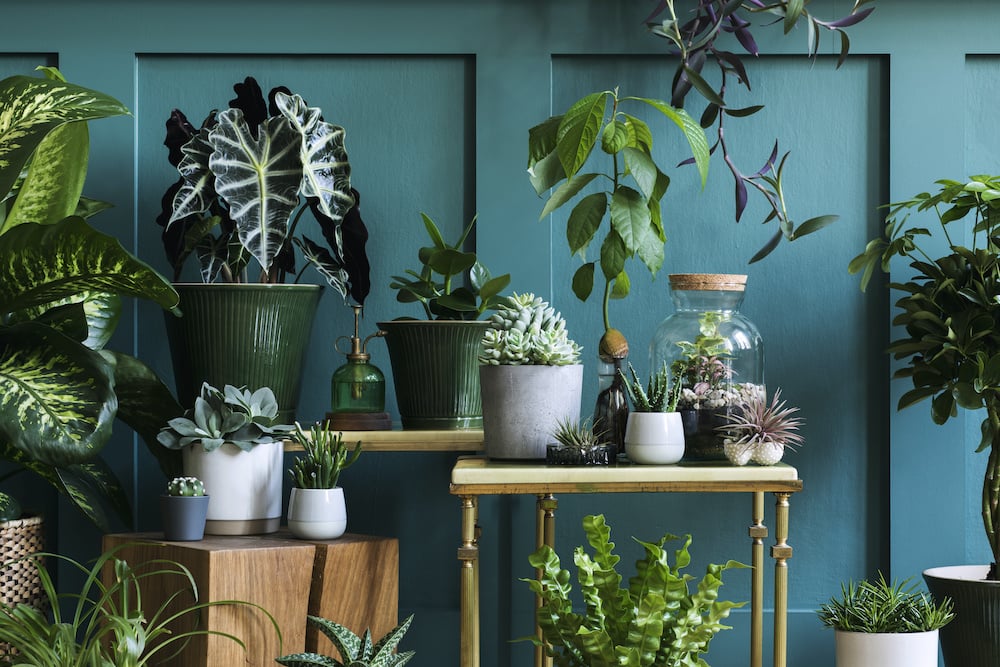Many plants on small tables against teal wall