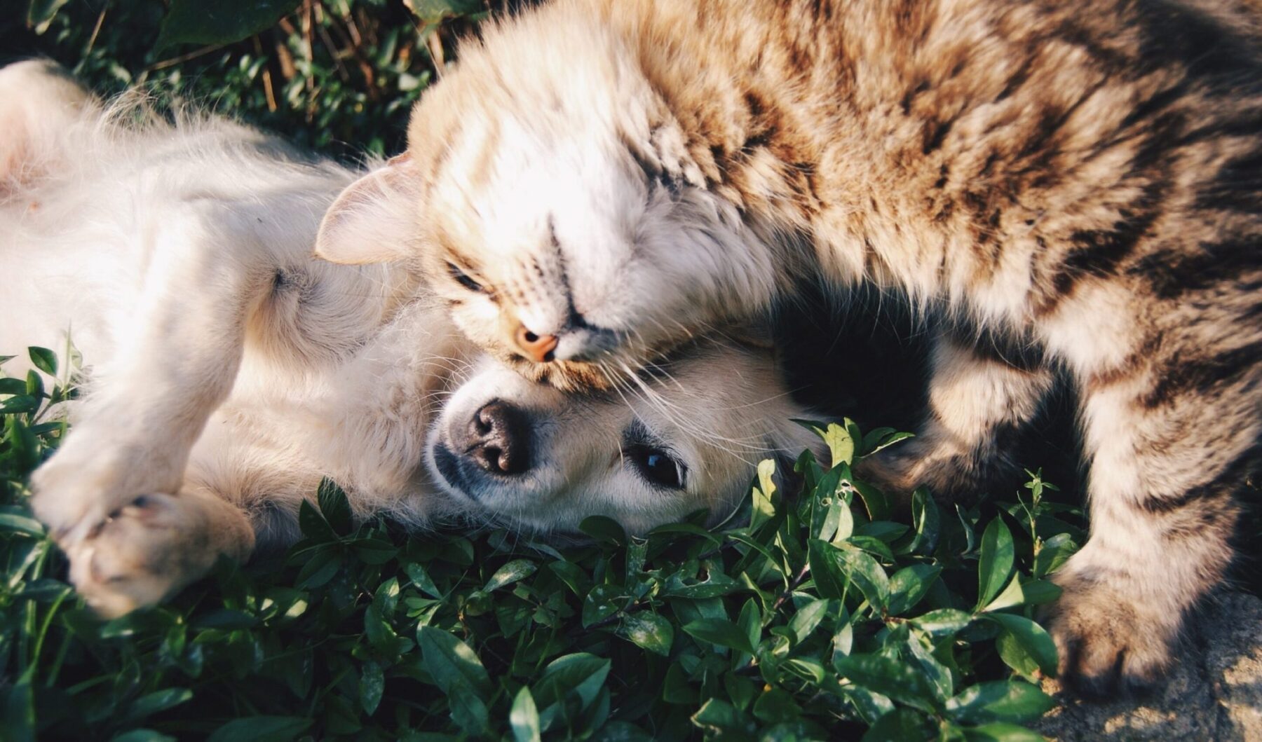 Dog and cat cuddling together in the grass