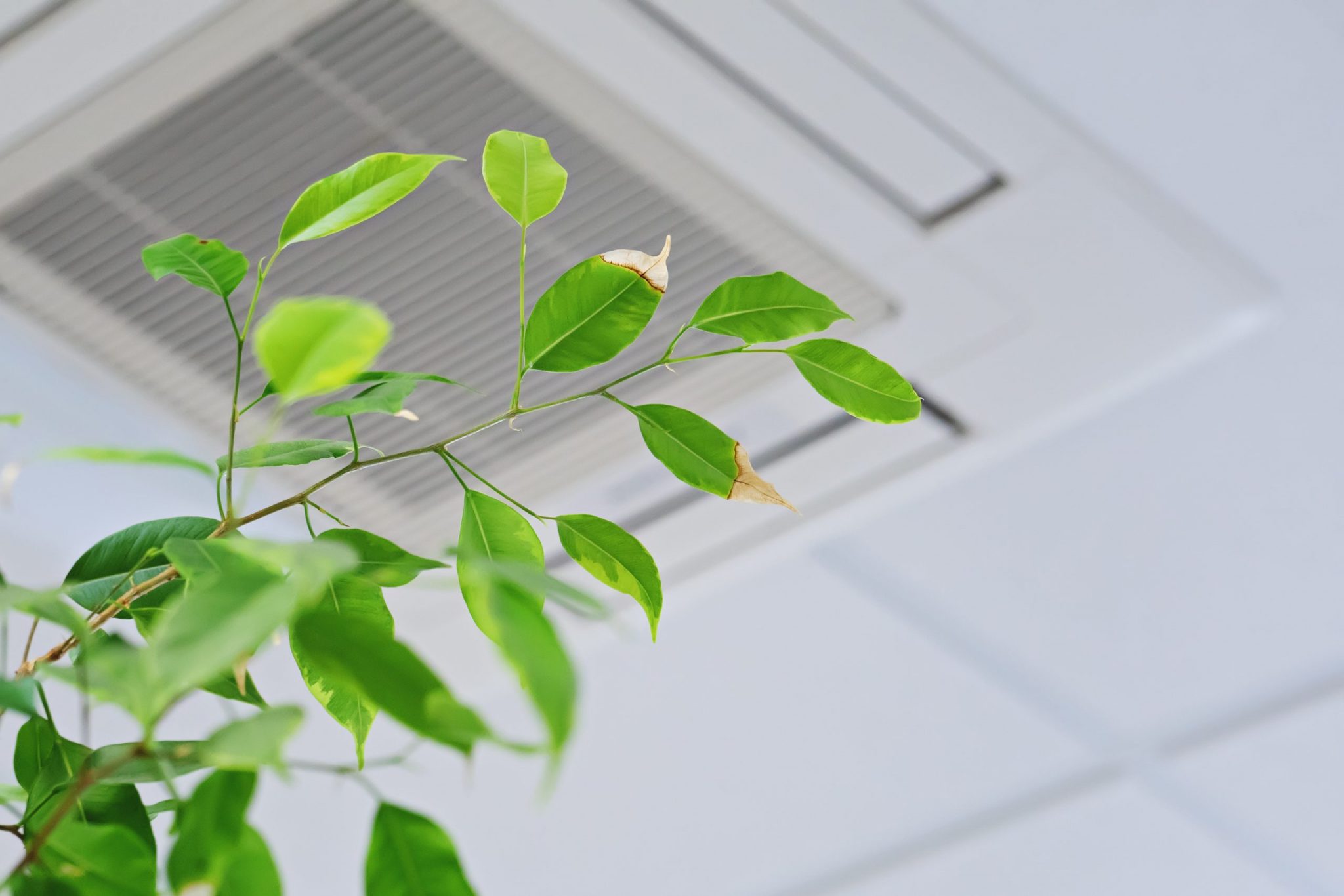 Plant with leaves browning at the tip in the foreground of an air vent in the ceiling.