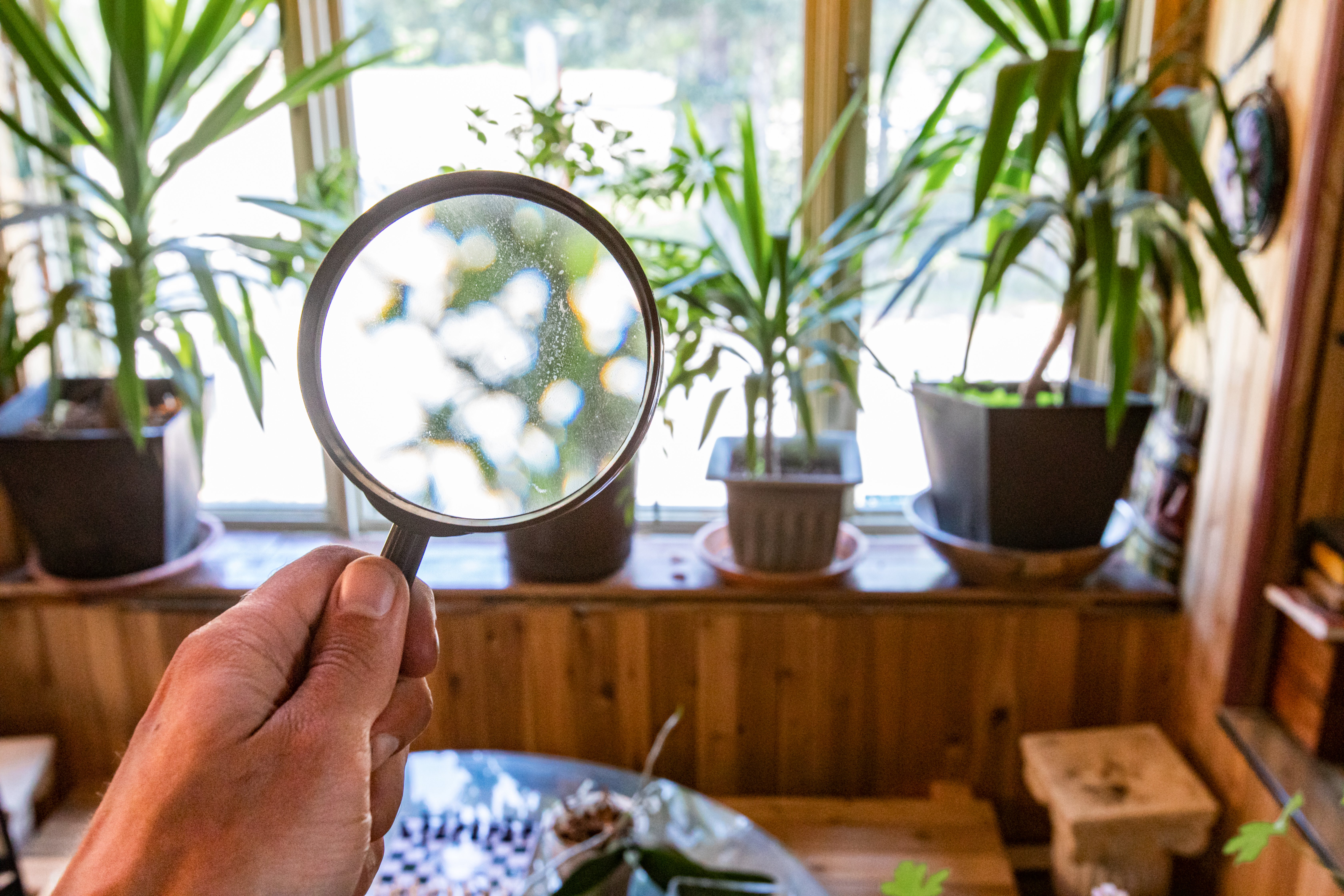Houseplants are seen through a magnification lens during a home inspection, potted green plants on a window ledge in a family room, with blurred background.