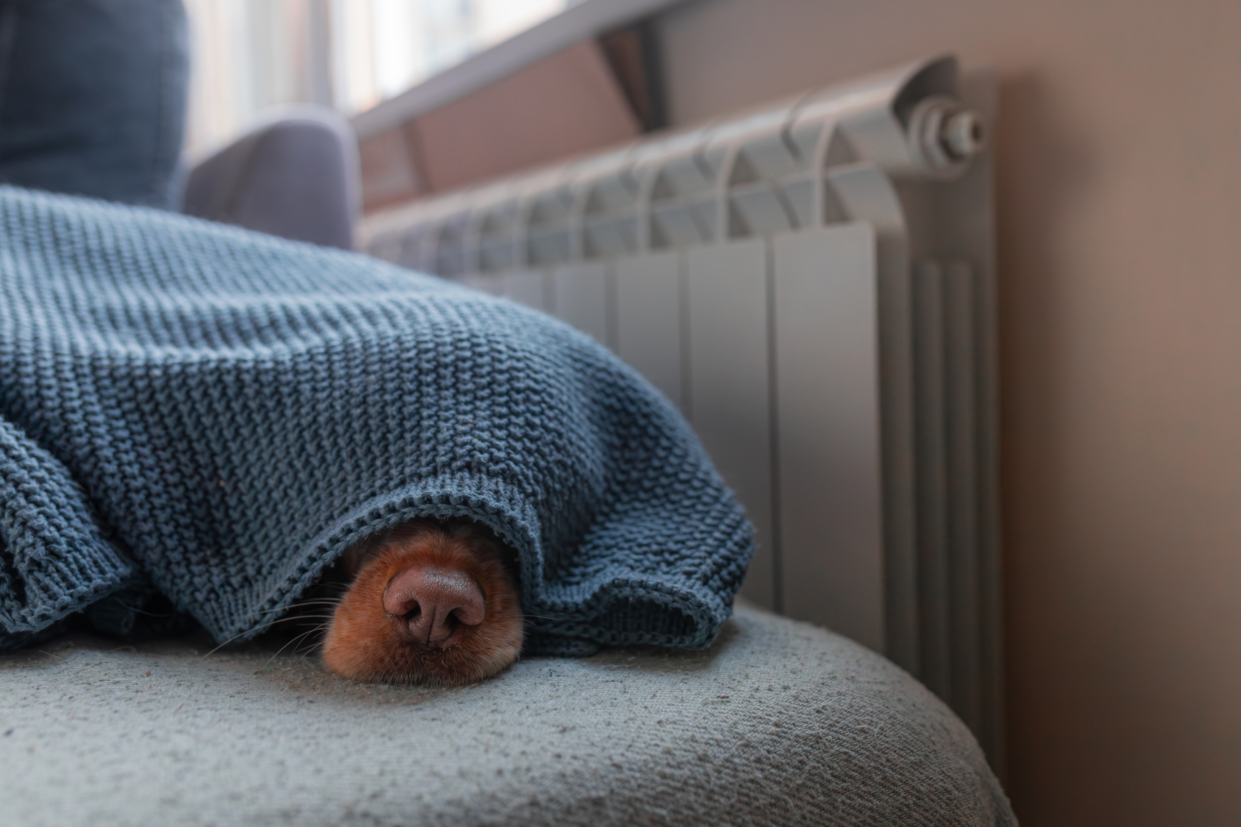 A dog’s nose pokes out from under a thick knitted blanket as it lies near a home radiator, suggesting it’s trying to stay warm.